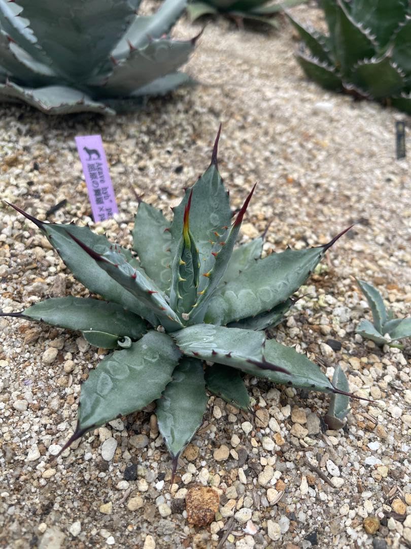 ワンピース the toe broome balloon onepiece Broome Balloon Onepiece – THE TOÉ